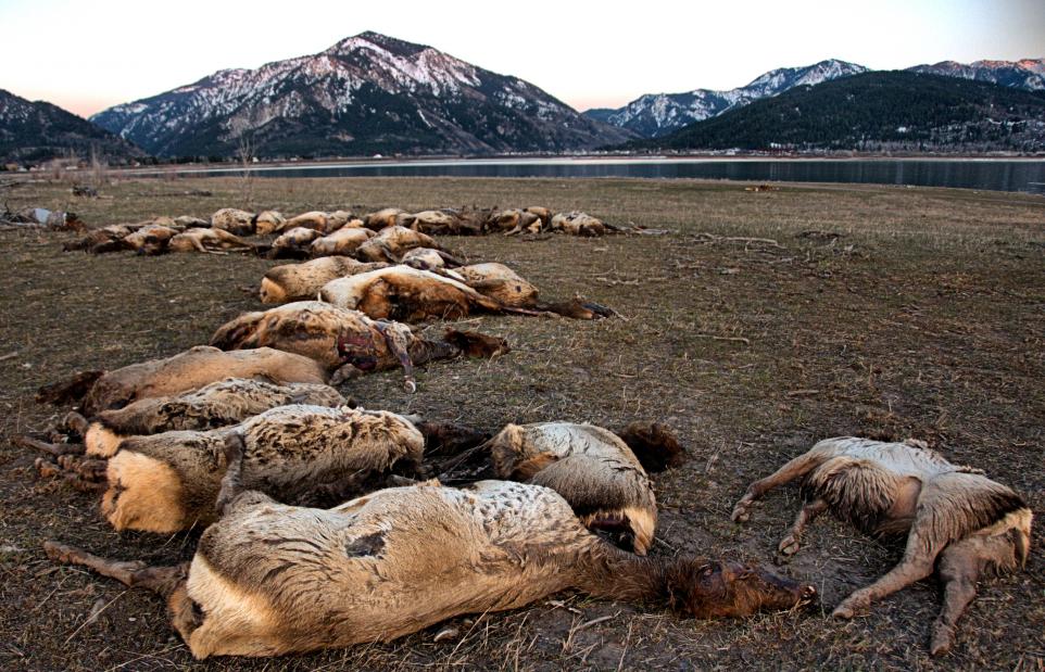 Лід вбив 31 лося