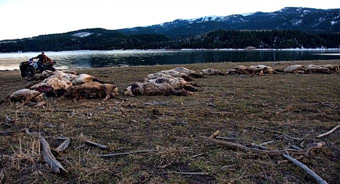 Лід вбив 31 лося 