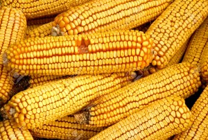 704573-dried-corn-on-the-cob-stock-photo