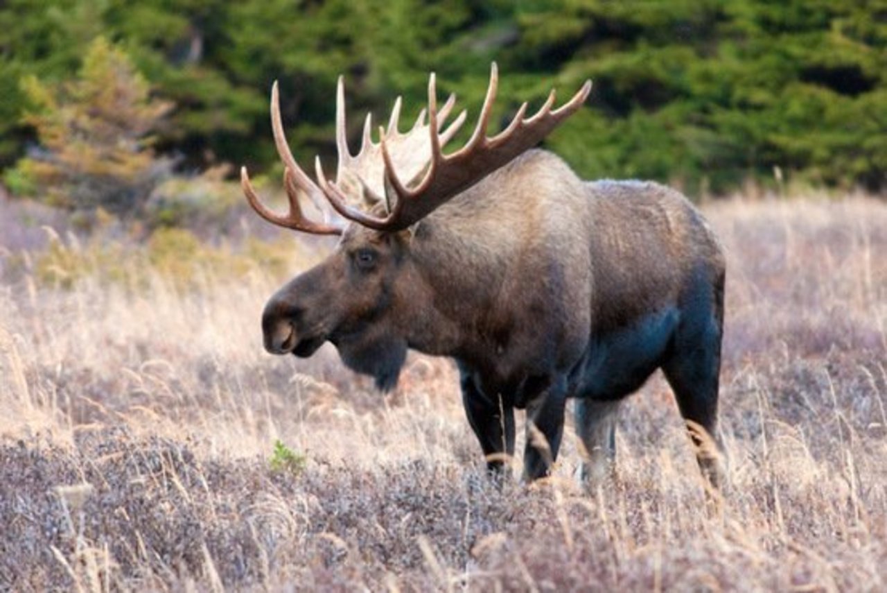 На Житомирщині браконьєри застрелили лося