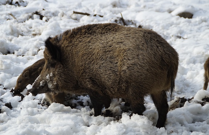 М’ясо кабанів корисне для органів травлення та нервової системи – стверджує закарпатський фермер, який «одомашнив» диких свиней