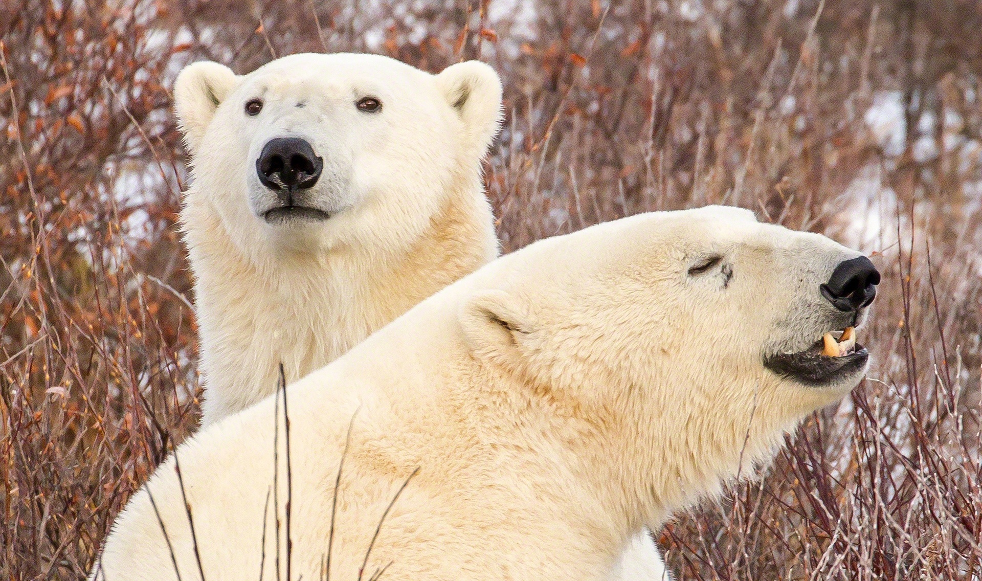 Дві причини через які білі ведмеді опинилися під загрозою вимирання