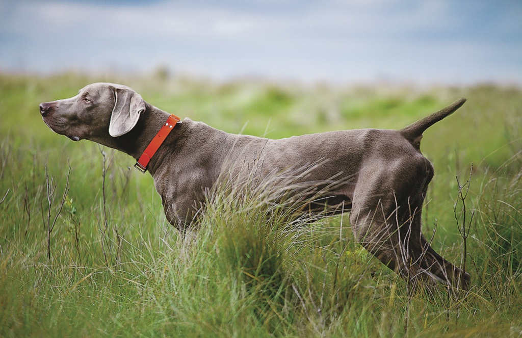 Про які мисливські якості собаки потрібно знати, вибираючи собі помічника для полювання