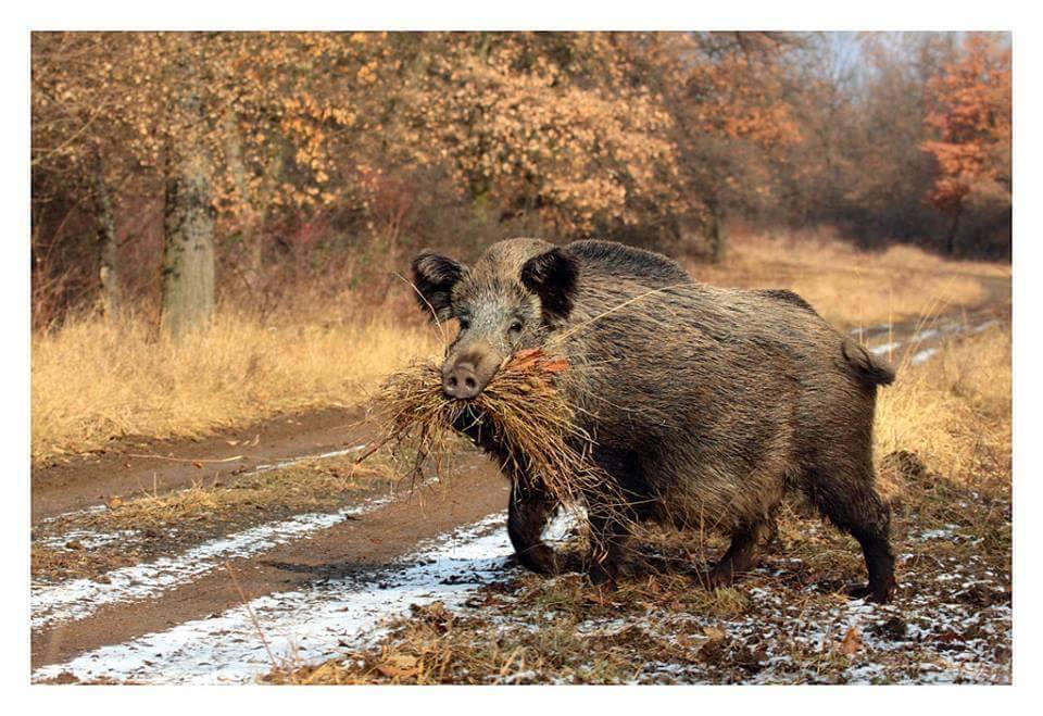 У Брустурянському та Ясінянському лісомисливгоспах стартував сезон полювання на парнокопитних