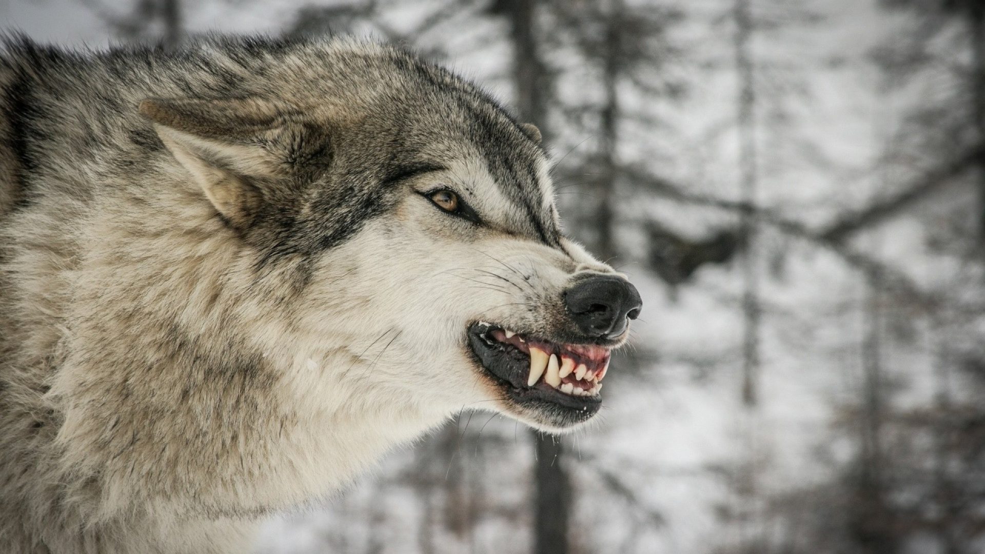 вовки - Криниця мисливця