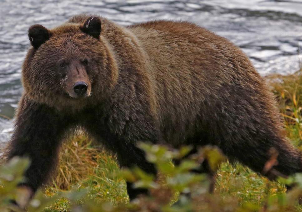 bear-alaska