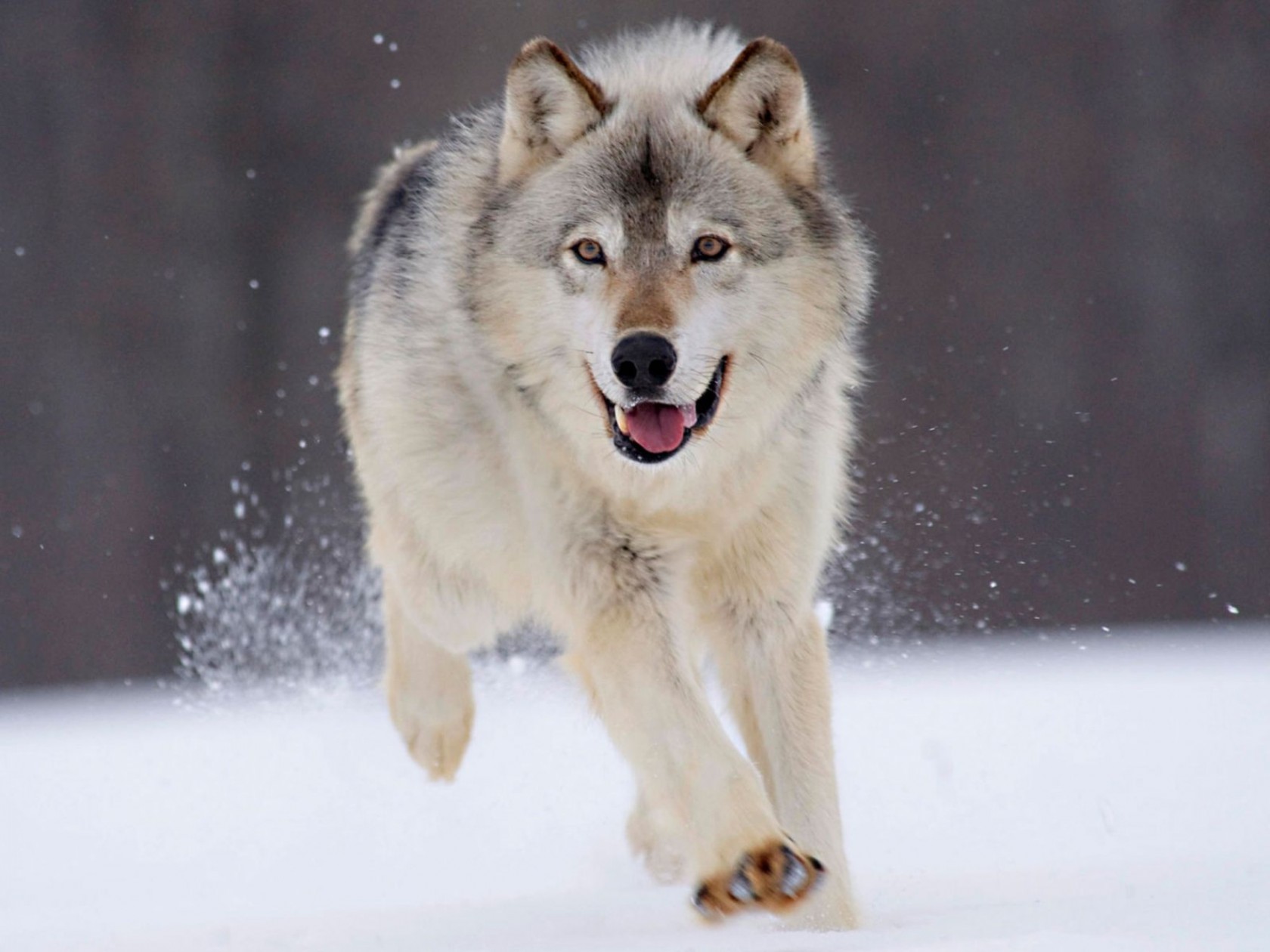 Міндовкілля та зоозахисники хочуть “захистити” вовків