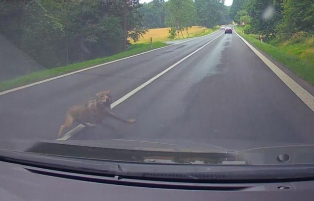 Вовк вистрибнув під колеса автомобіля у Чехії (ВІДЕО)