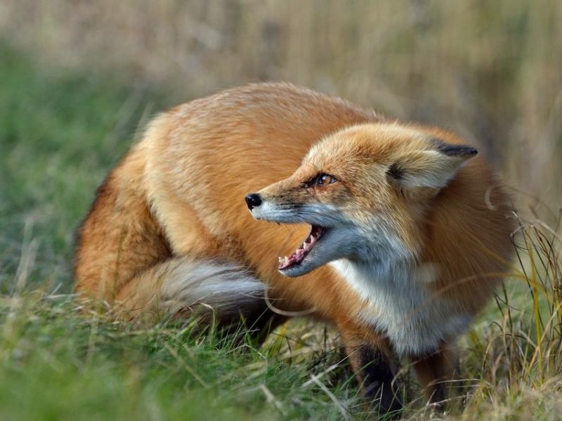 Німецькі мисливці добувають понад 400 000 лисиць щороку