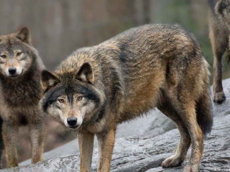 Мисливців закликають подавати пропозиції до законопроєкту про заборону полювання на вовків