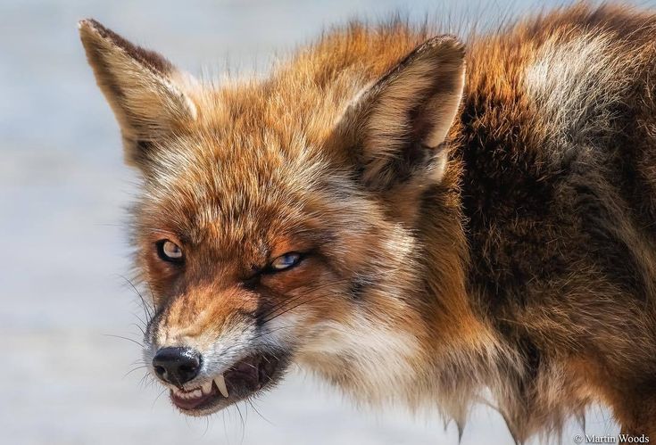У громаді на Черкащині відстрілюватимуть лисиць  до березня