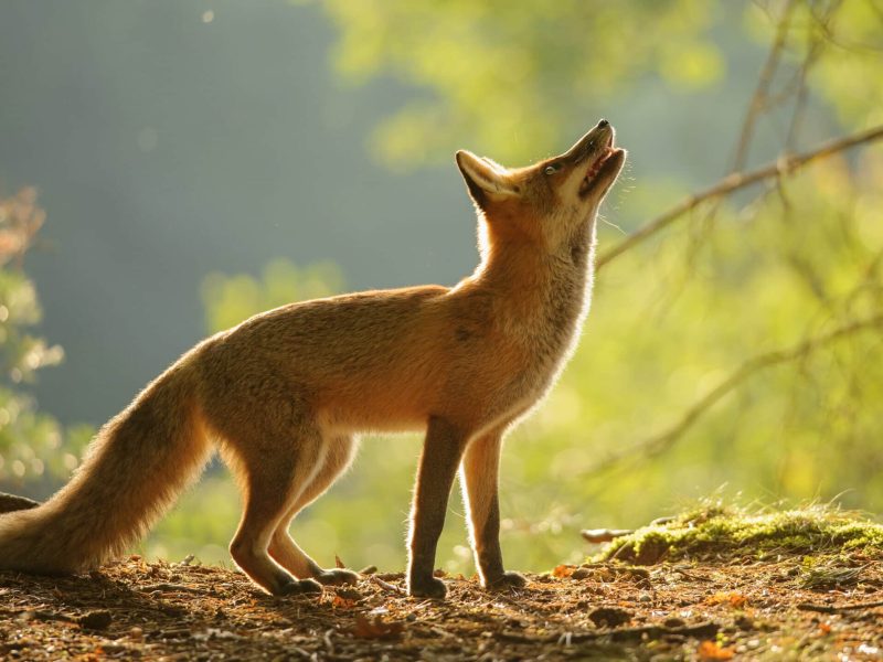 Полювання на лисиць у Великій Британії: етика та гуманність