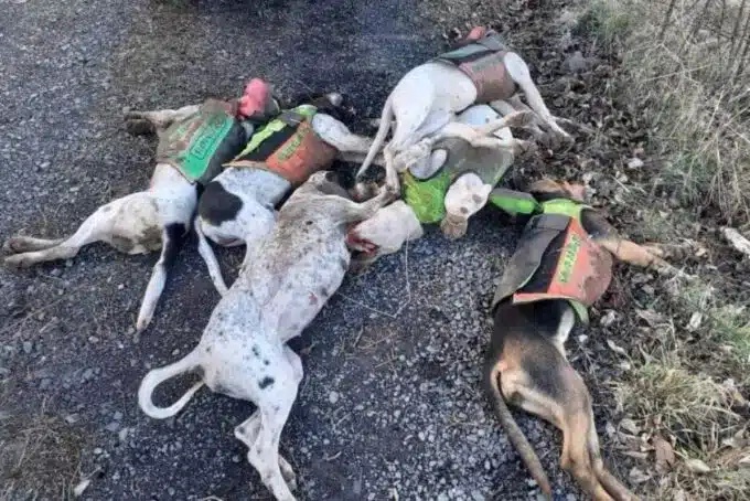 Нові деталі історії із Франції де застрелили 7 мисливських собак