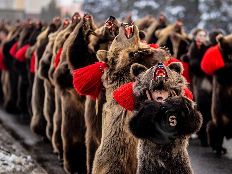 Шкури учасників танців з ведмедями реєструються в поліції