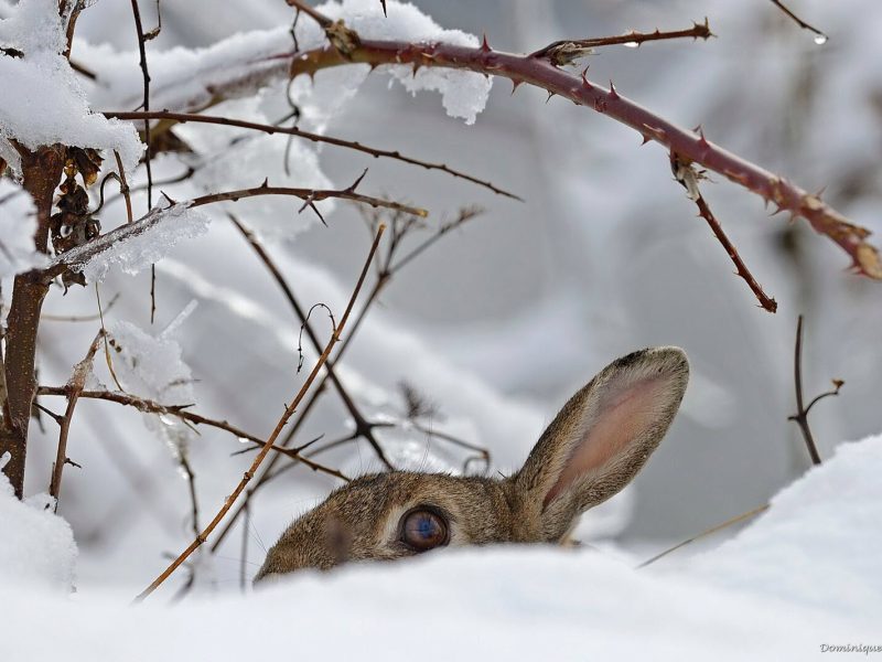 24 дикі кролики поповнили угіддя Лубенщини