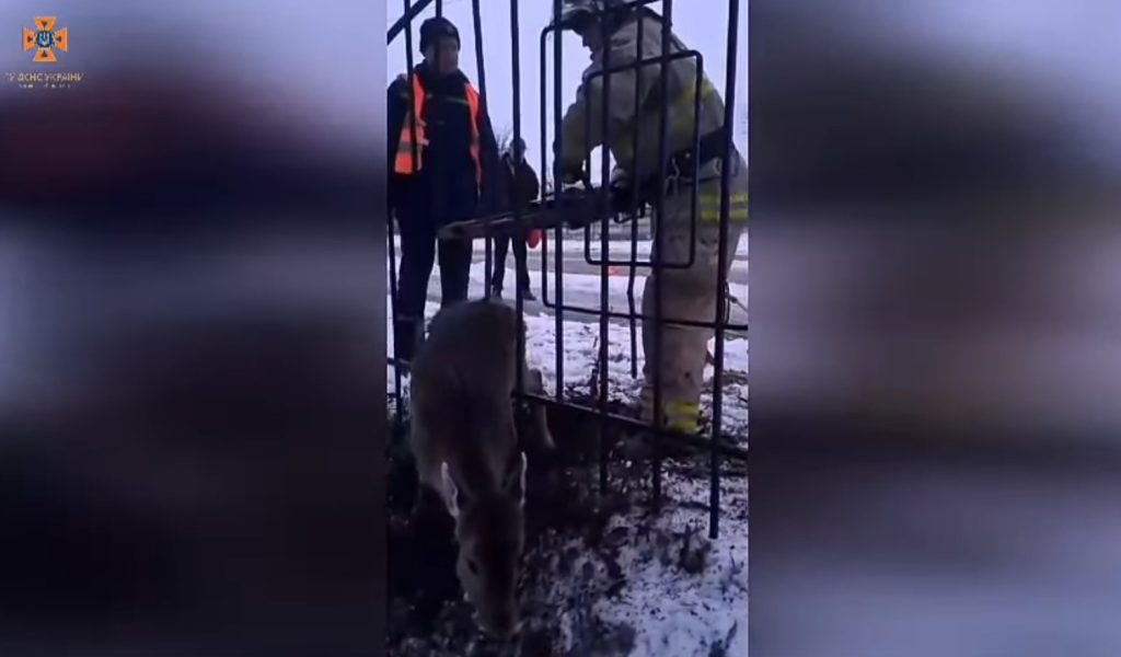Козуля застрягла в паркані