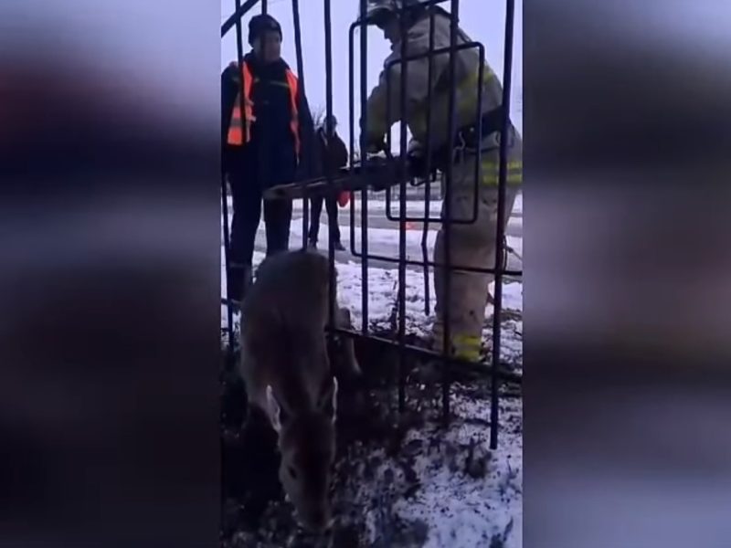 Козуля застрягла в паркані: на допомогу прийшли рятувальники (ВІДЕО)