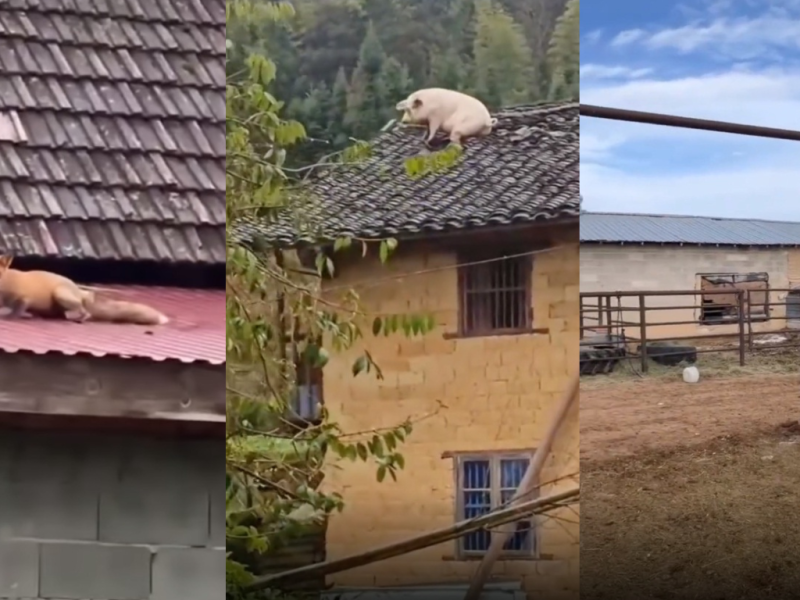 Курйозні відео про тварин, які лазять по дахах, набирають популярність в мережі