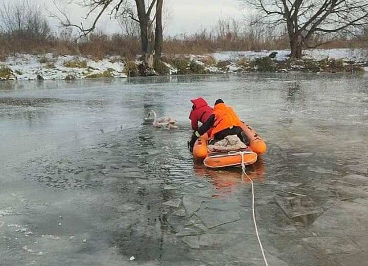Лебідь вмерз у кригу, на допомогу прийшли рятувальники (ФОТО)
