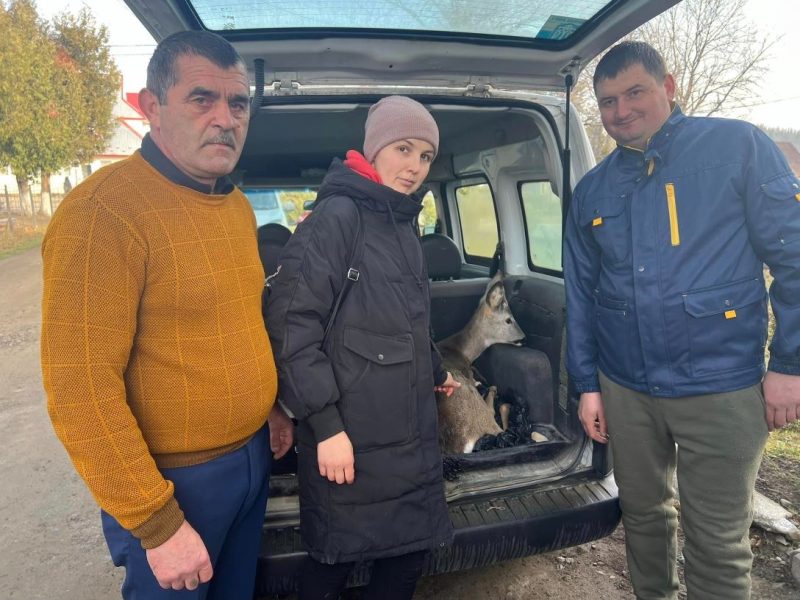 Козуля, яку врятували у Космацькій громаді, у важкому стані