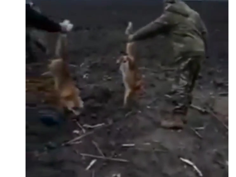 УТМР показало, як чоловіки ловлять лисиць голими руками (ВІДЕО)