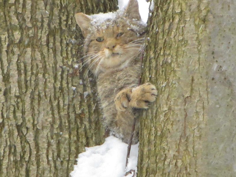 4 головні загрози європейському лісовому коту в Україні