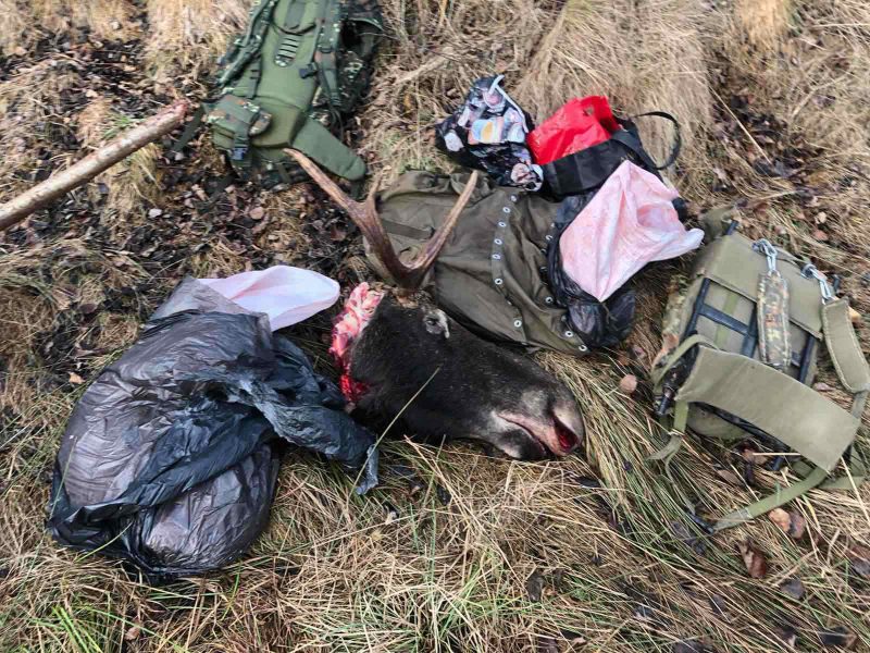 На Львівщині браконьєри вбили лося: 130 000 гривень збитків (ФОТО)