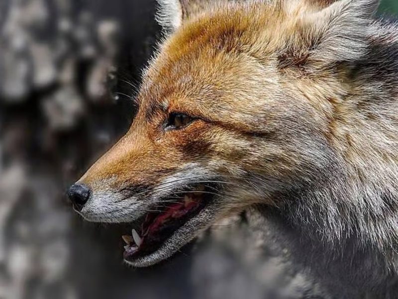 Лисиця атакує домашнього собаку на Івано-Франківщині (ВІДЕО)