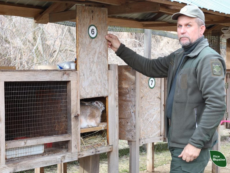 Щороку з вольєра на Полтавщині випускають близько 50 молодих зайців