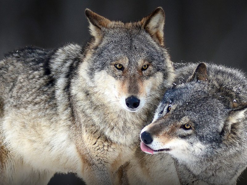 Онлайн-захід FACE: майбутнє охорони та управління вовками
