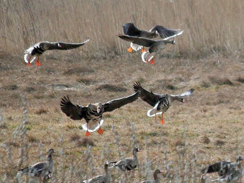 В Естонії дозволили полювання на гусей у шести повітах