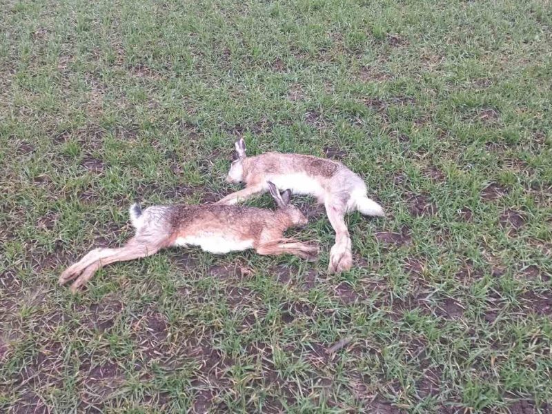Поліція розслідує справу про отруєння зайців на Тернопільщині