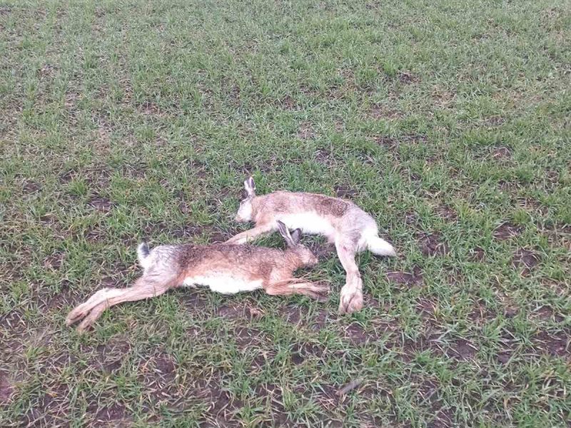На Тернопільщині виявлено 5 загиблих зайців: причини невідомі