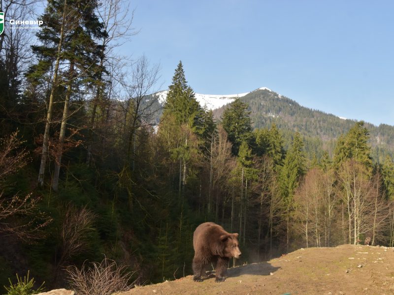 Пробудження ведмедів у Національному парку “Синевир” – весна в Реабілітаційному центрі