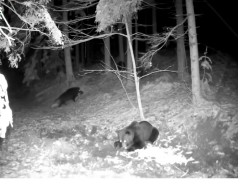 У лісах Чернівецької області фотопастка зафіксувала ведмедів, які прокинулись після зимової сплячки і шукають поживу (ВІДЕО)