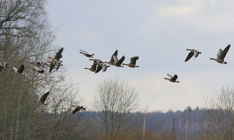Латвія змінила початок сезону полювання на водоплавну дичину