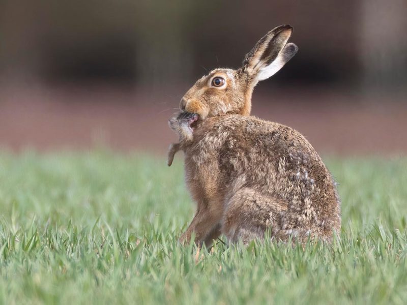 Фотограф зафіксував, як заєць їсть мертве зайченя: шокуючі кадри зібрали майже тисячу реакцій у мережі