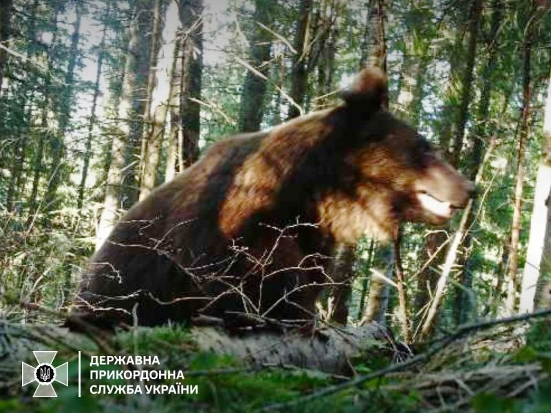 Фотопастка прикордонників зафіксувала ведмедя поблизу українсько-румунського кордону