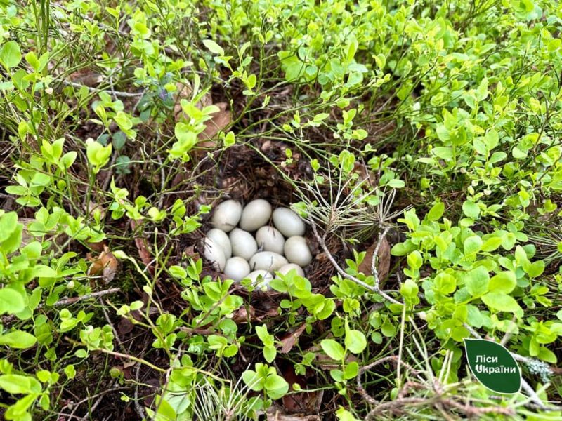 На Славутчині лісівники призупинили рубку, аби зберегти гніздо качки