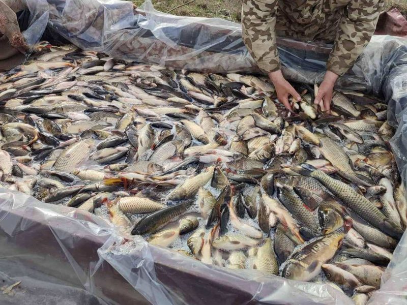 Члени мисливсько-рибальського колективу зібрали 22 тисячі гривень та зарибили місцевий ставок