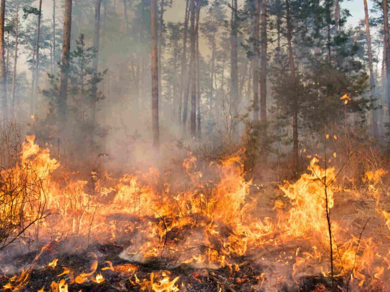 Лісова охорона виписує десятки протоколів за підпали по всій Україні