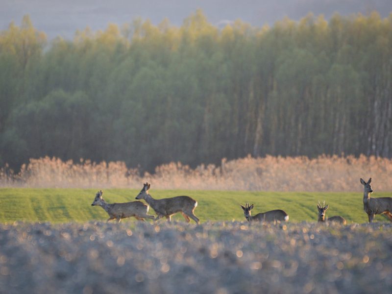 Мисливці на козуль допомагають досліджувати кліщовий енцефаліт у Нідерландах