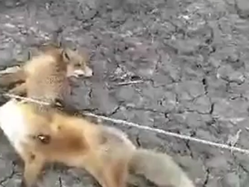 Від ураження струмом загинуло 12 лисиць та борсук (ВІДЕО)