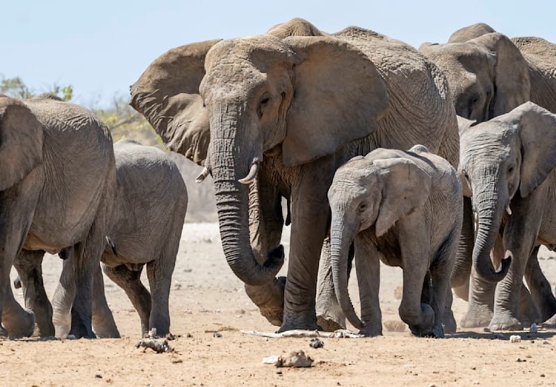 Ботсвана пропонує переселити до Німеччини 20 тисяч слонів у відповідь на заборону трофейного полювання