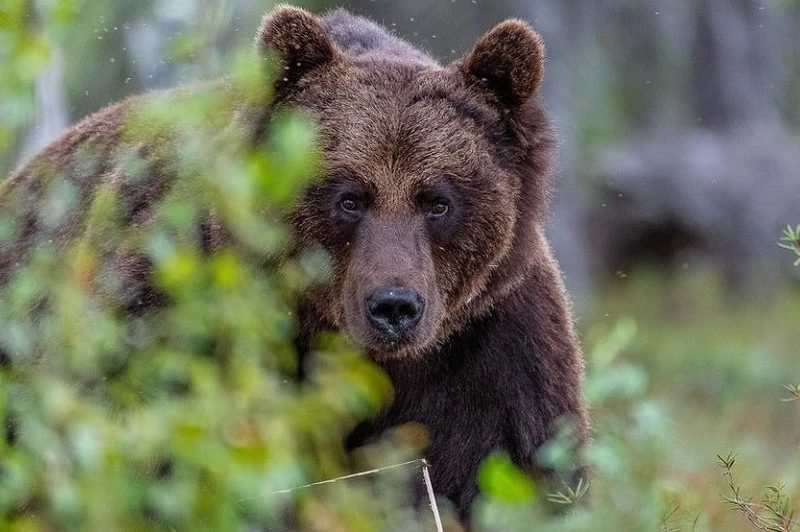 У Словаччині ведмідь напав на лісника, постраждалого госпіталізовано