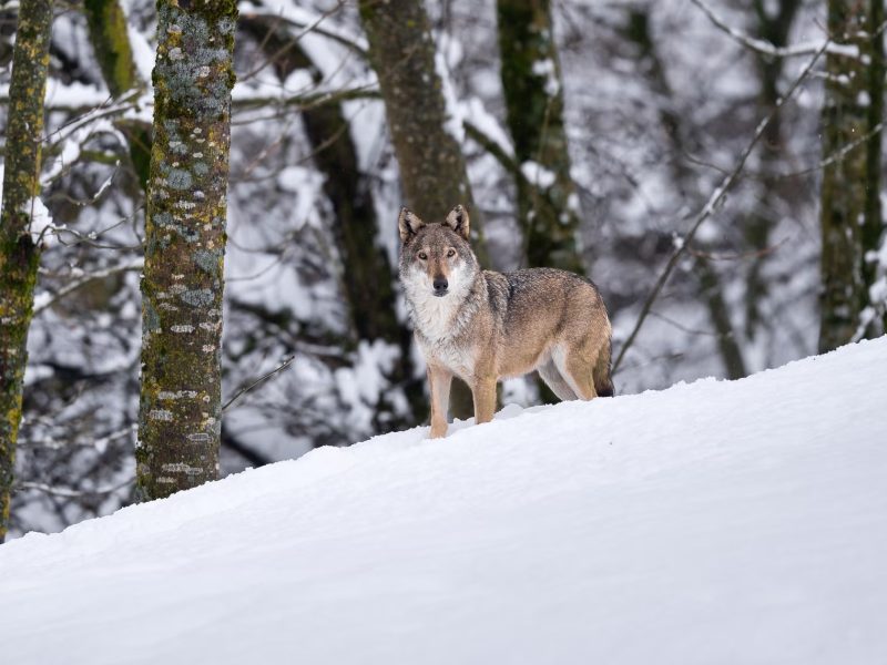 Вовкособи становлять загрозу популяціям вовків у Європі