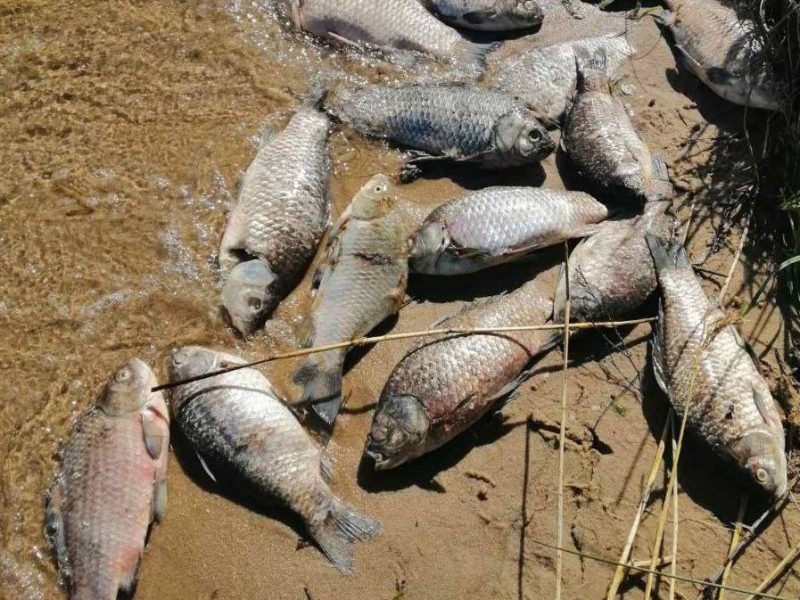 На Хмельниччині зафіксували загибель 1425 риб у водоймі-охолоджувачі АЕС