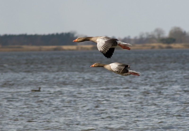 Шведські мисливці збирають крила впольованих птахів для збереження сезонів полювання