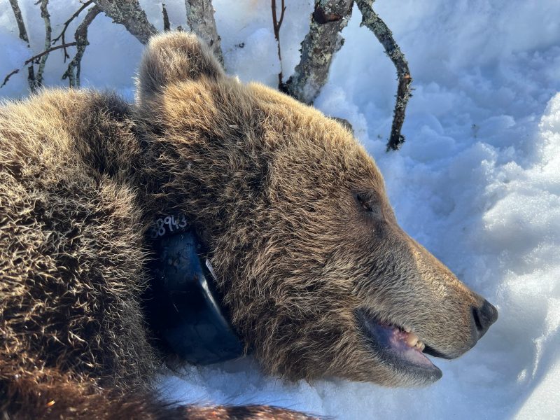 Скільки оленів з’їдає ведмідь? Норвезькі науковці шукають відповідь