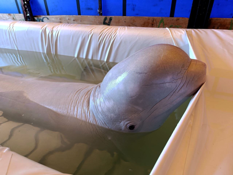 Пару білух з харківського дельфінарію відправили до зоопарку в Іспанії (ФОТО)